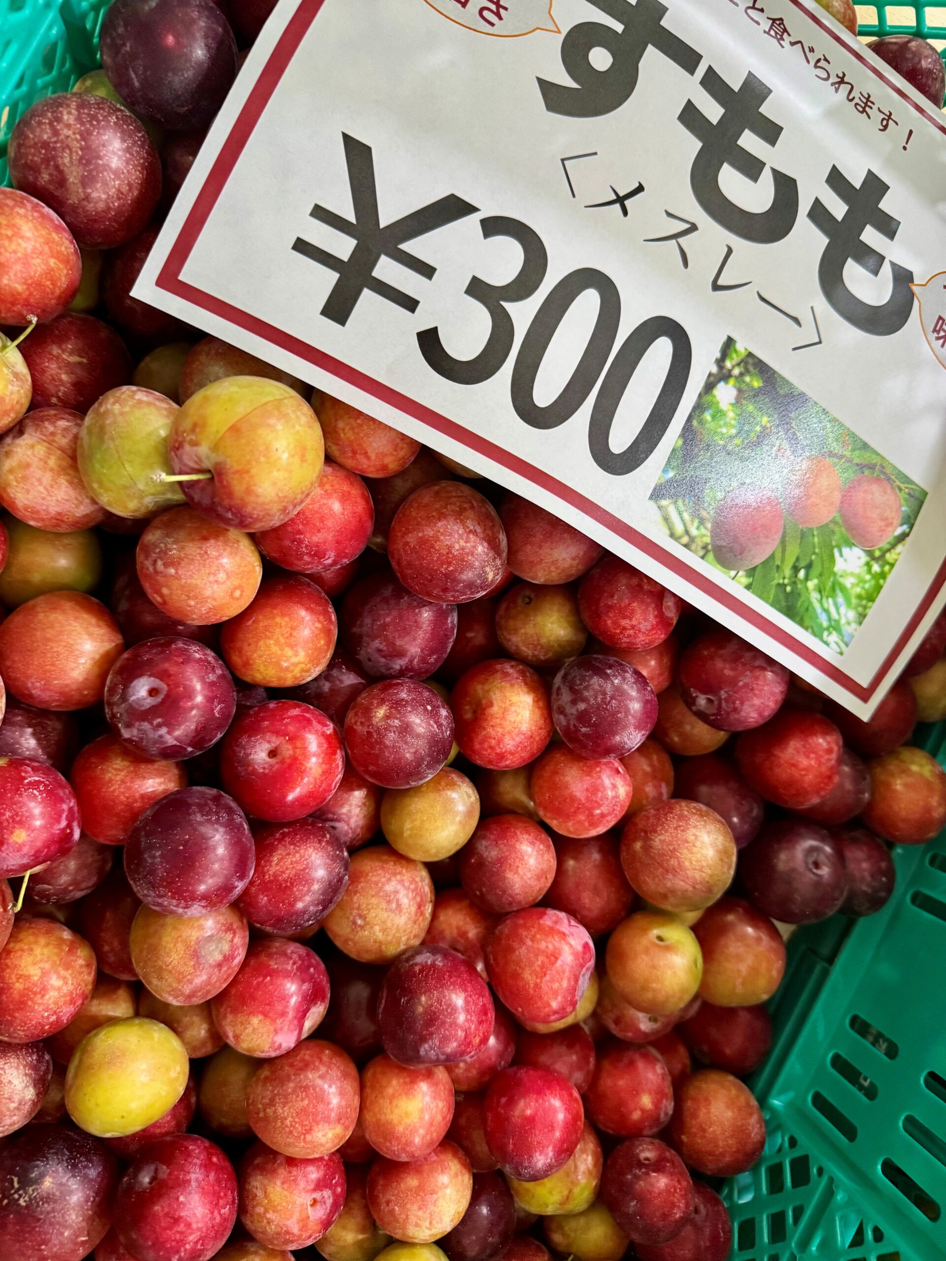 すもも すももが入荷🍑 - 株式会社NICO JAPAN