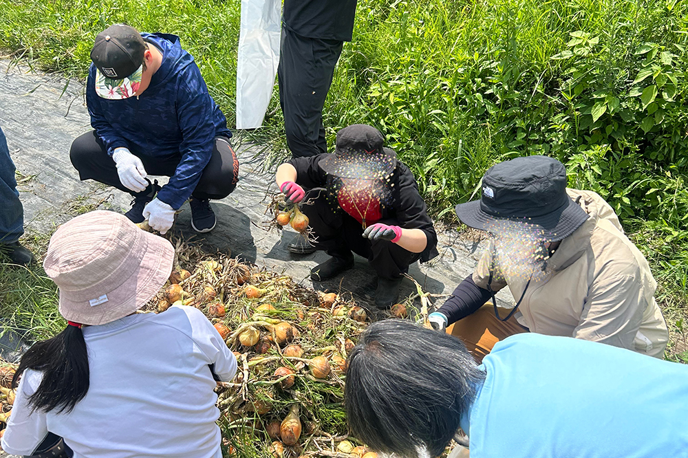 玉ねぎの収穫