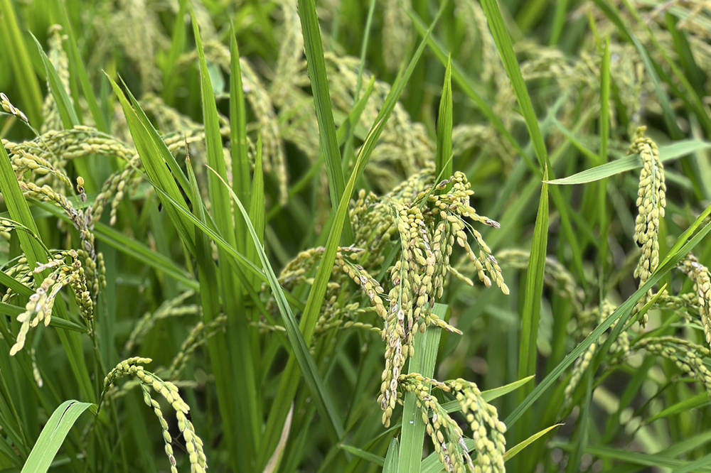 収穫前の草取り
