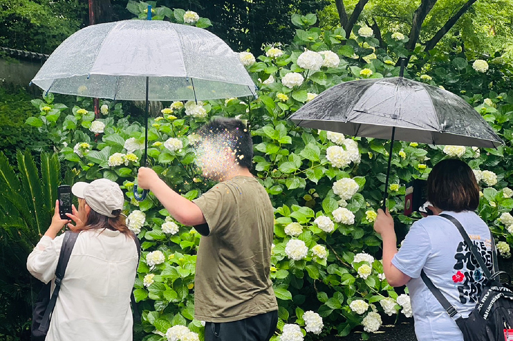 紫陽花園