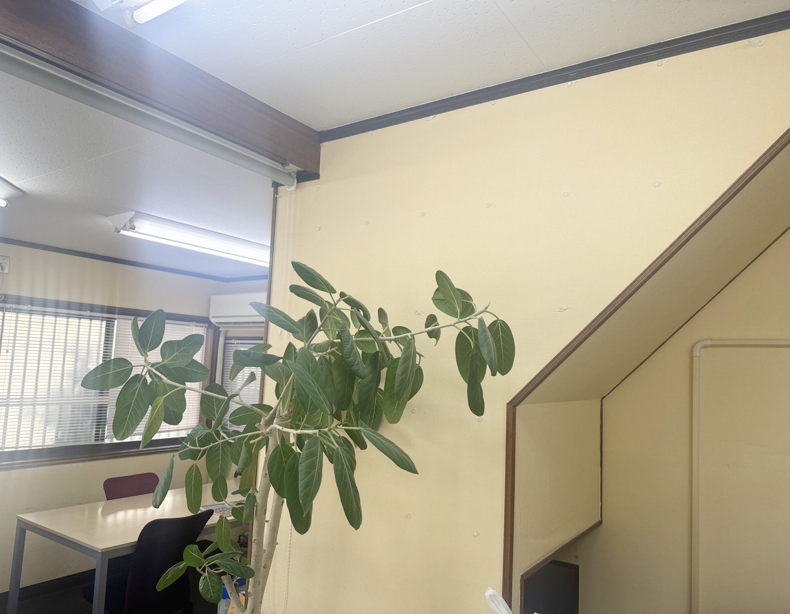 nicolaコメント専用ページ nicolaコメント専用ページ｜nicolaコメント専用ページ nicolaコメント